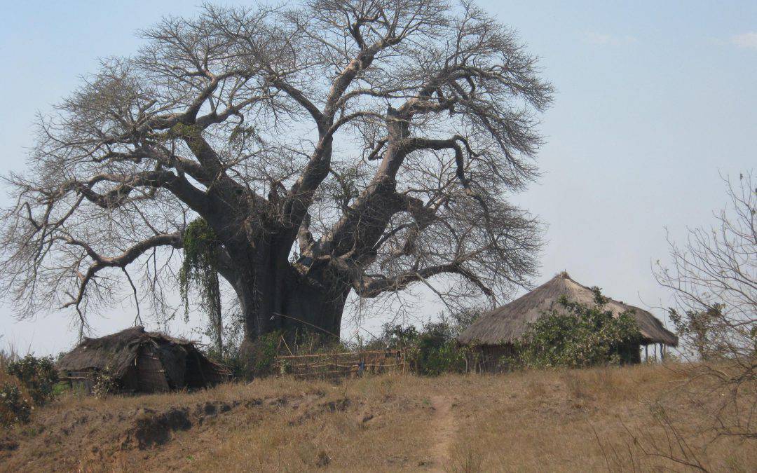 Baobab