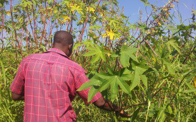 I primi semi…germogliano!