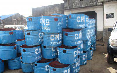 A Macuti sono stati avvistati numerosi tambores blu!