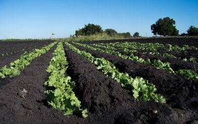 Nuovo Direttore alla Scuola Agraria di Caia