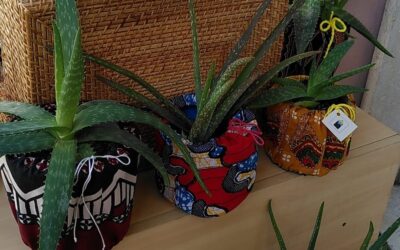 Le piantine di aloe: bellezza, solidarietà, pace e salute in un solo gesto!